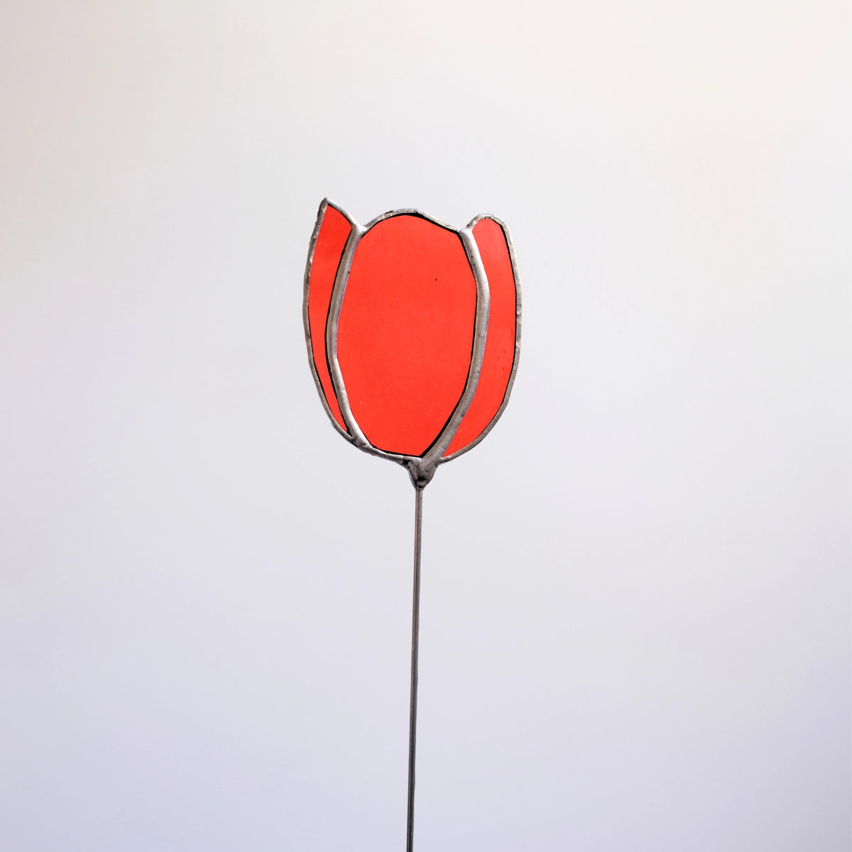 Tulpenstecker Rot