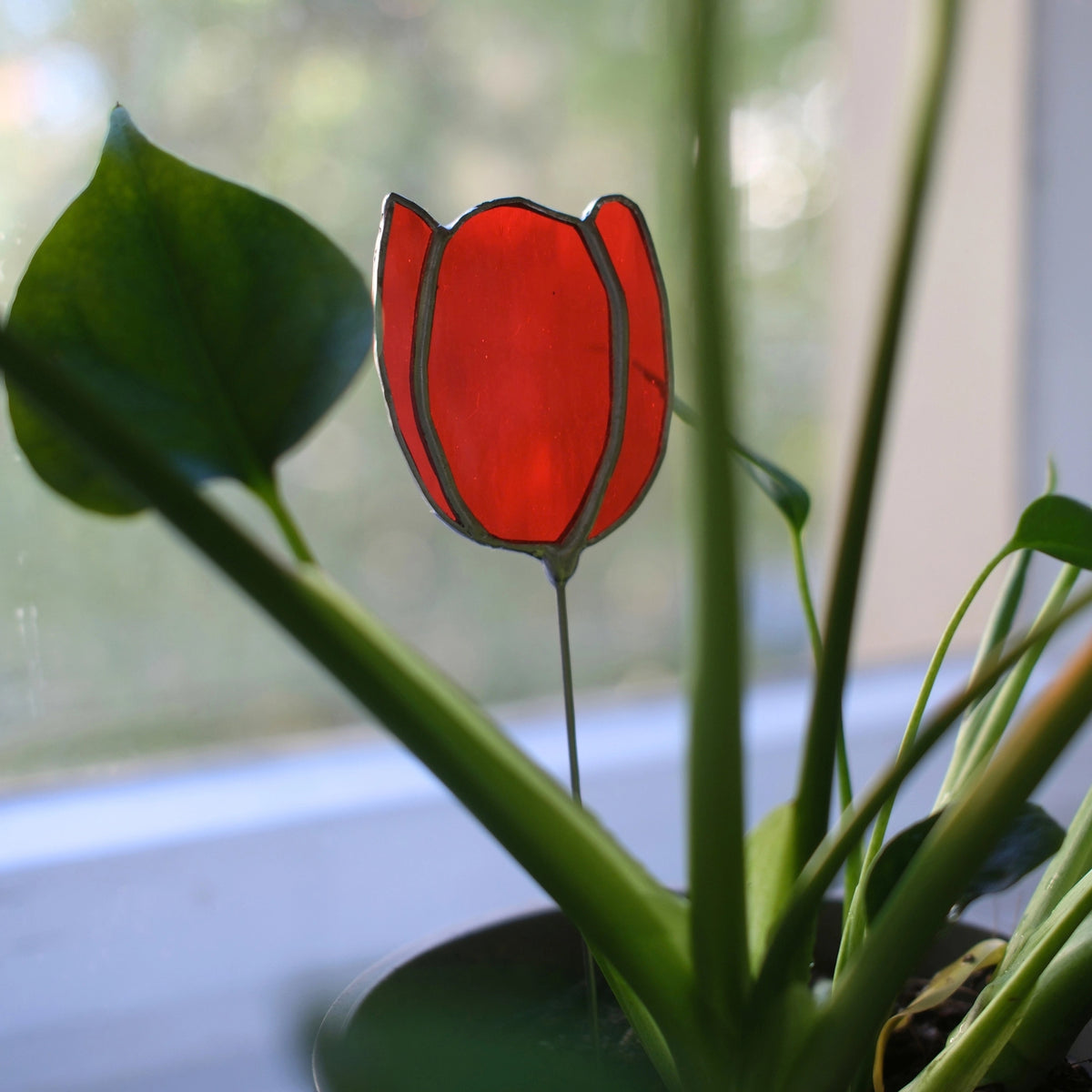 Tulpenstecker Rot